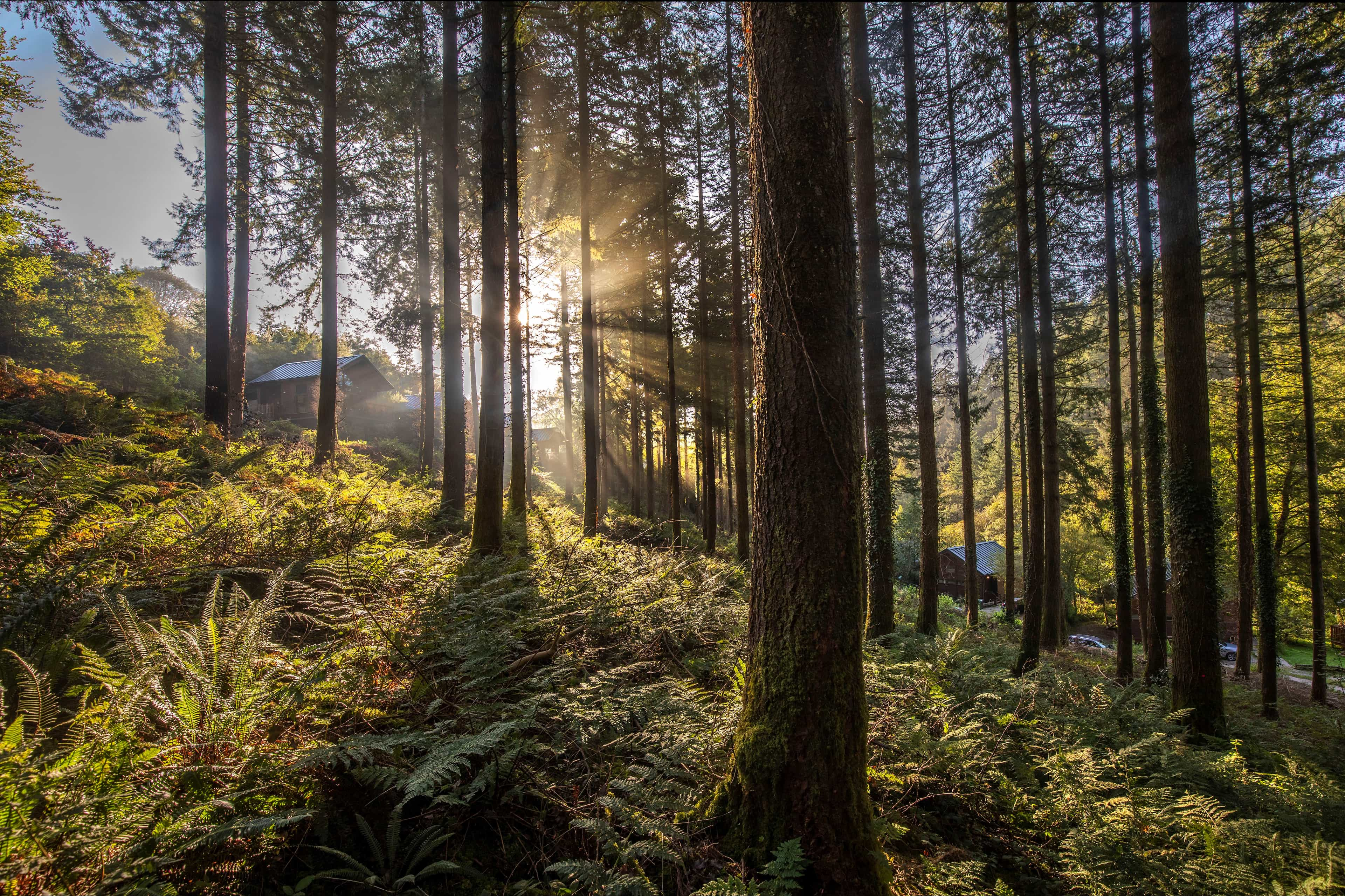 Discover the ultimate forest staycation